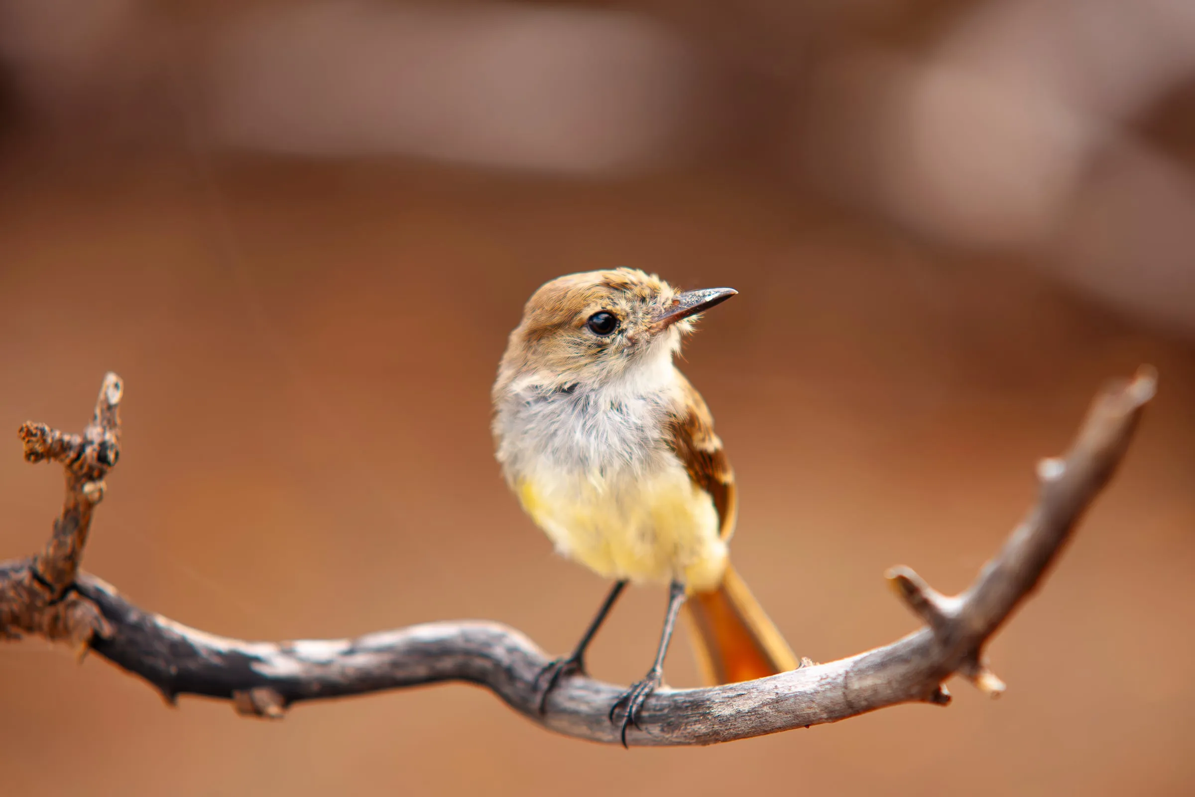 Galapagos flycatcher