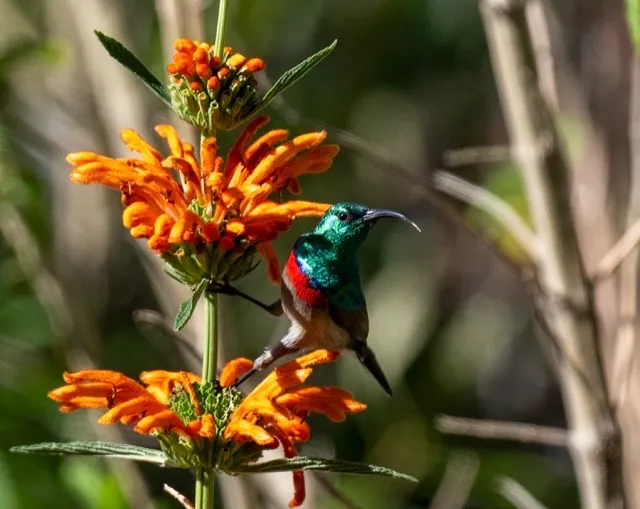 Sunbird