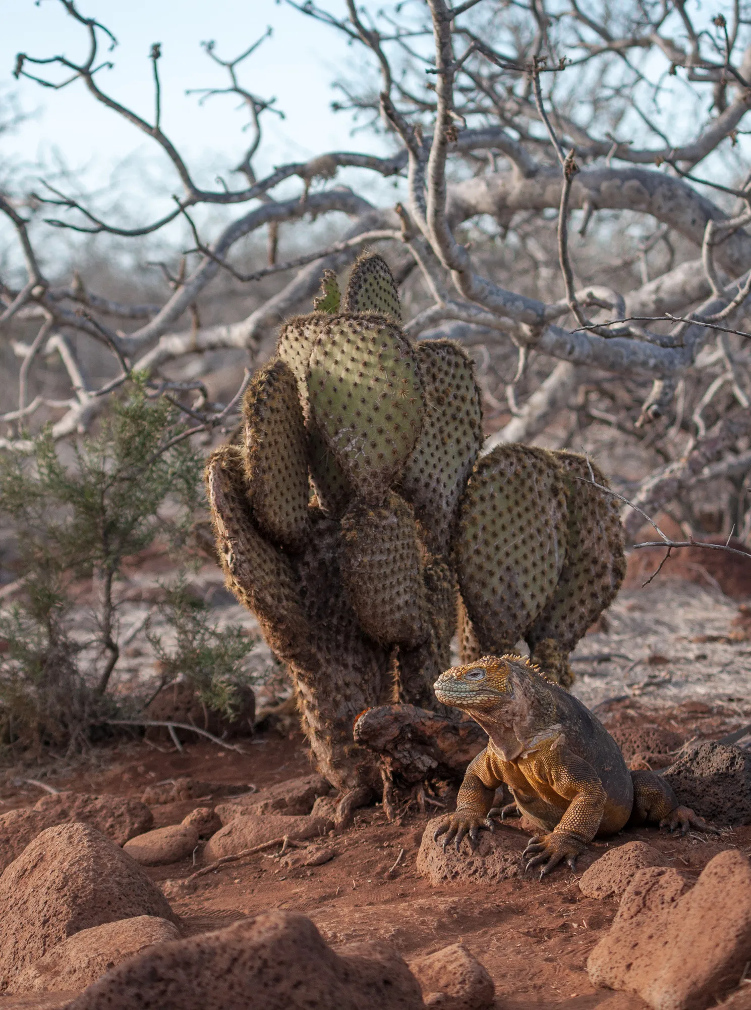 Land Iguana