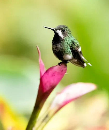 On flower