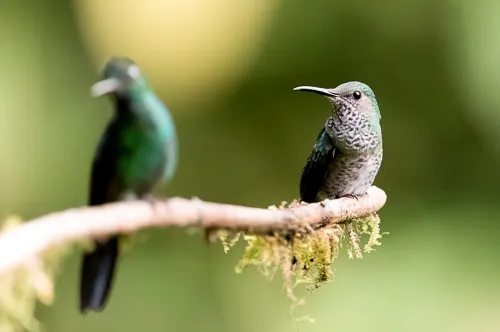 Hummingbirds