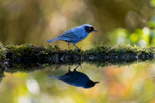 Reflecting pool