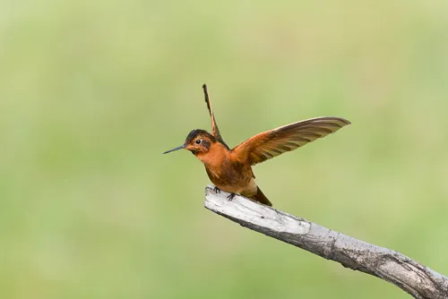 Reasdy for takeoff