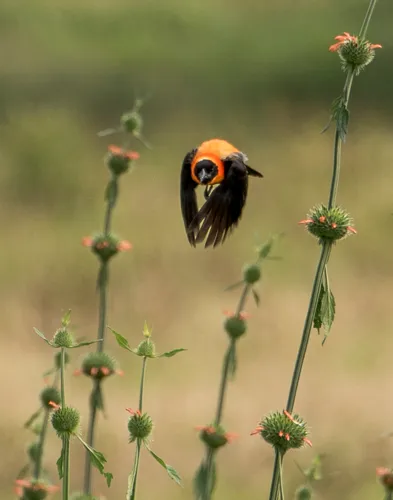 Red bishop bird