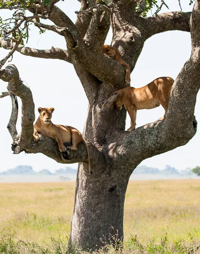 Cats in a tree