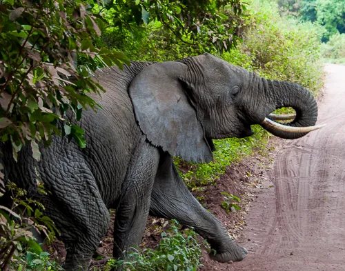 Elephant exiting forest