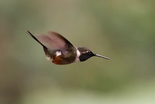 Hummingbird approaching feeder
