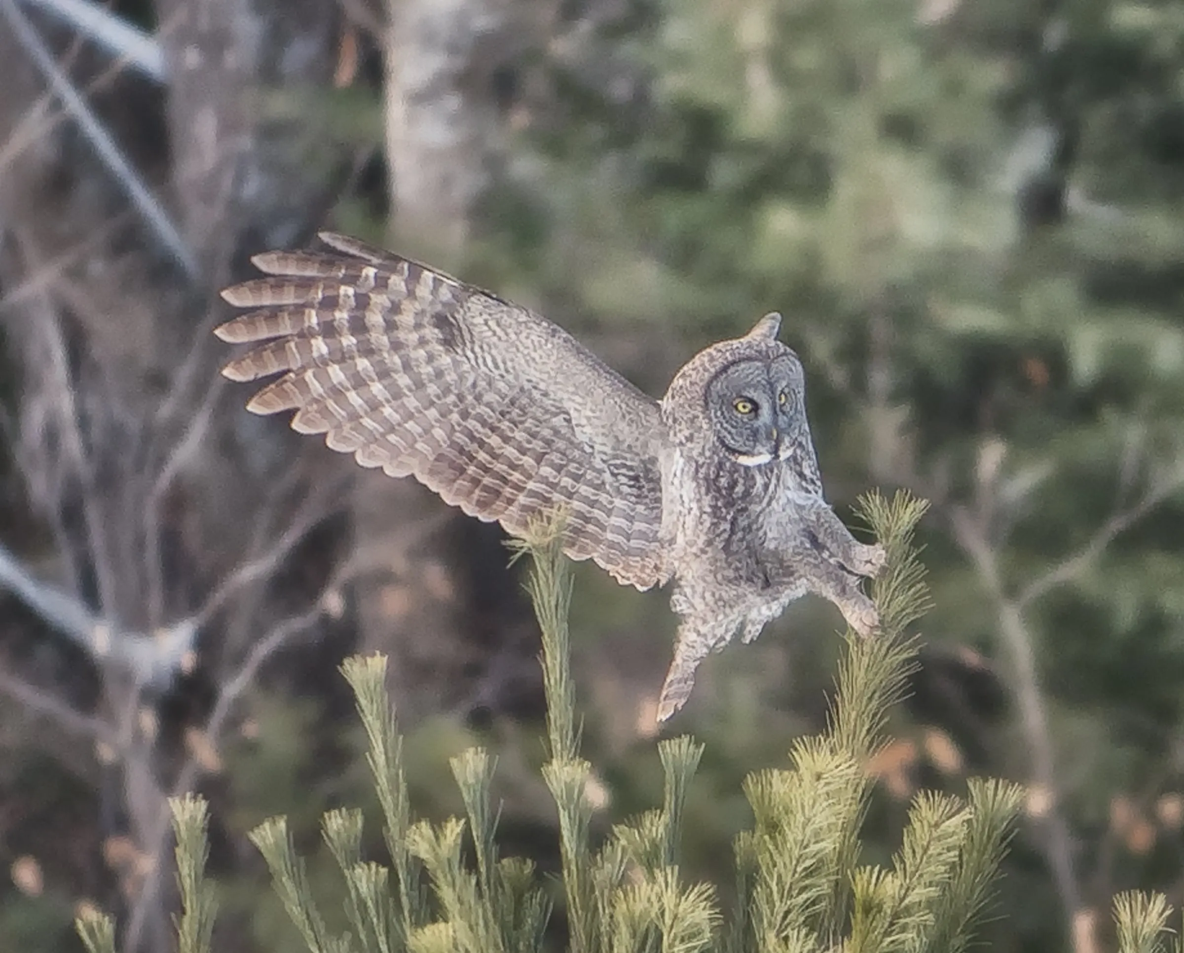 Infrequent visitor to Southern NH