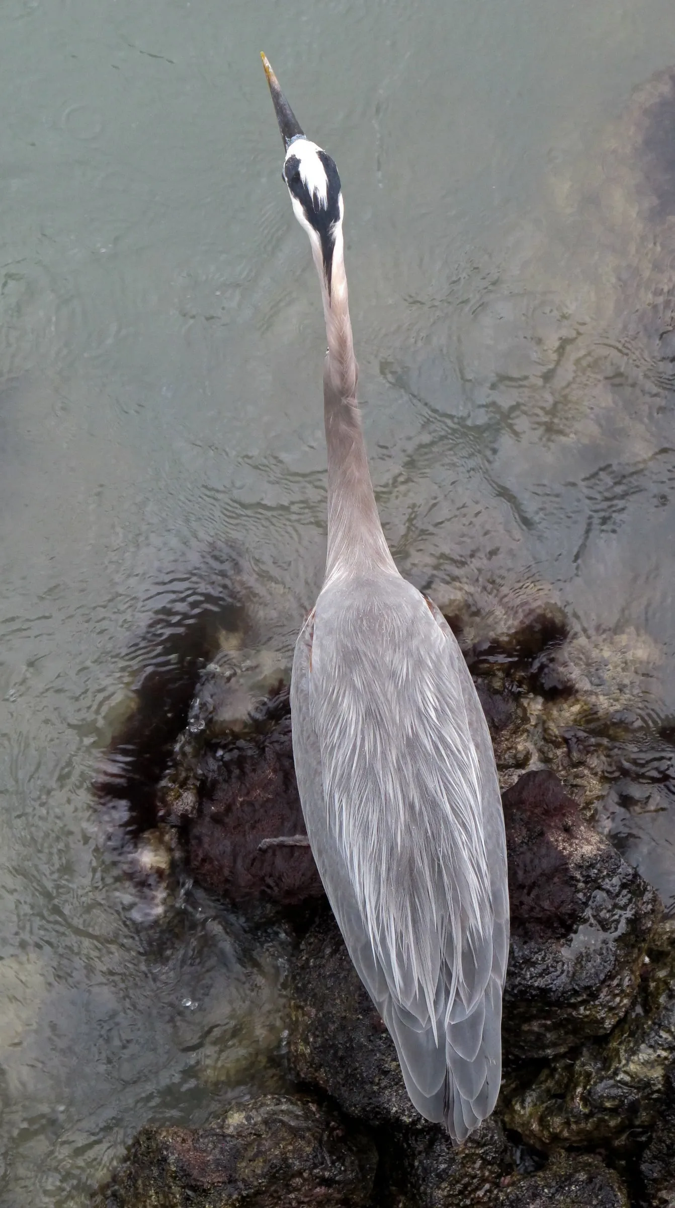 GBH Overhead