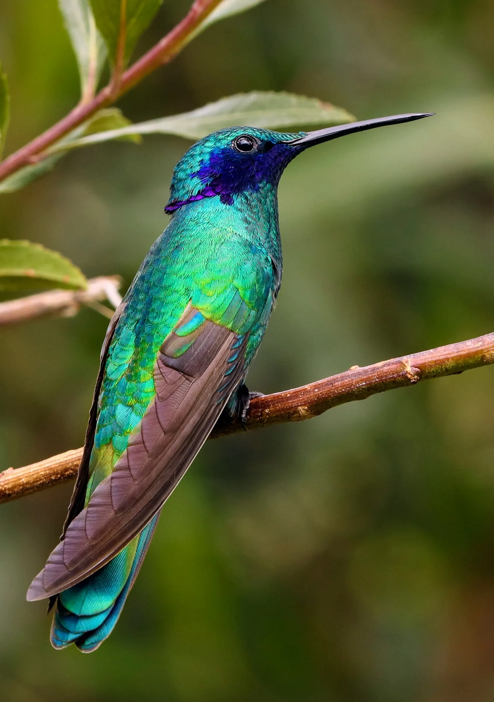 A green violetear hummingbird perched on a thin branch, iridescent green and violet feathers catching the light