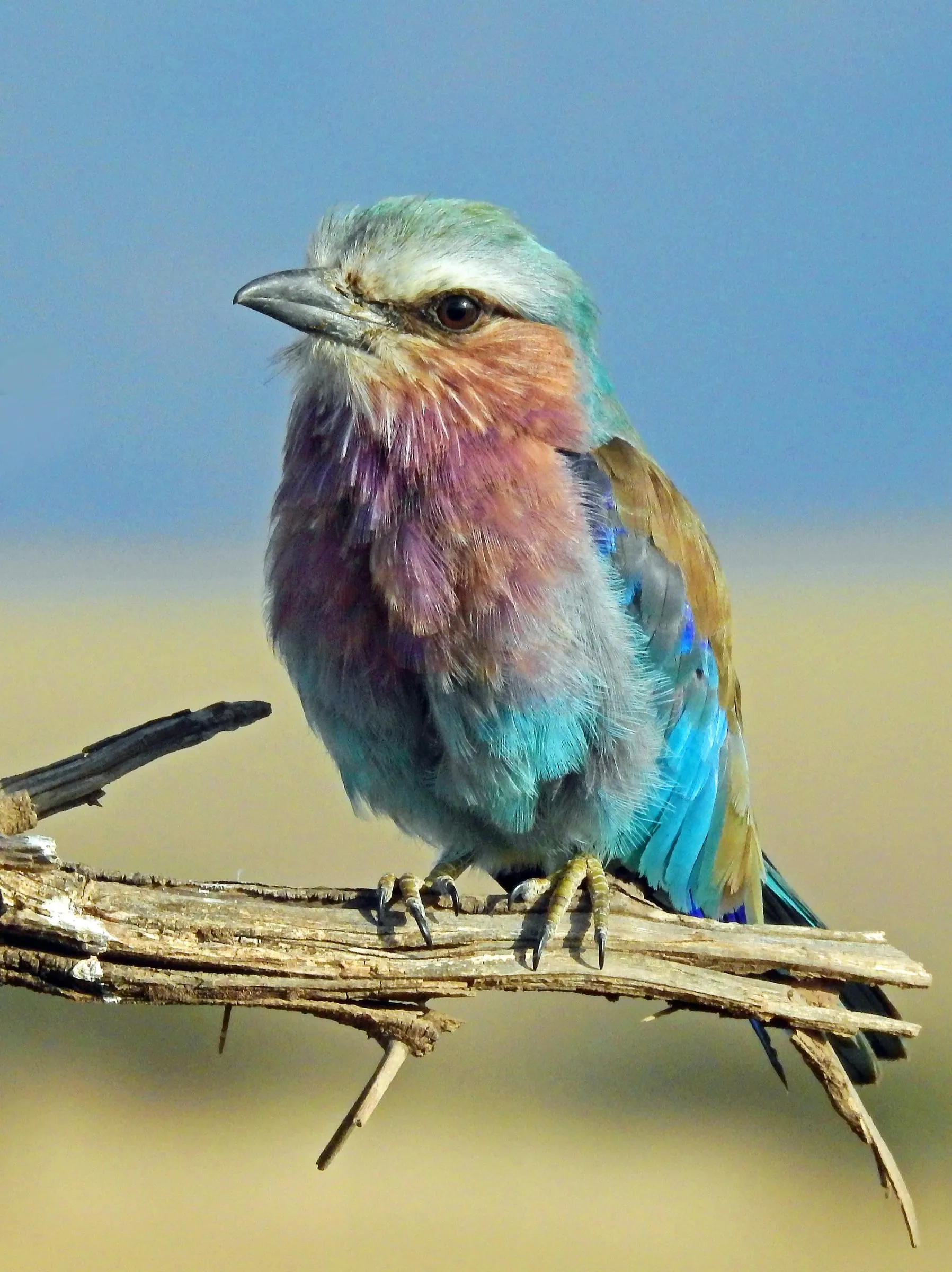 A lilac-breasted roller perched on a weathered branch, showing lilac, turquoise, and tan plumage