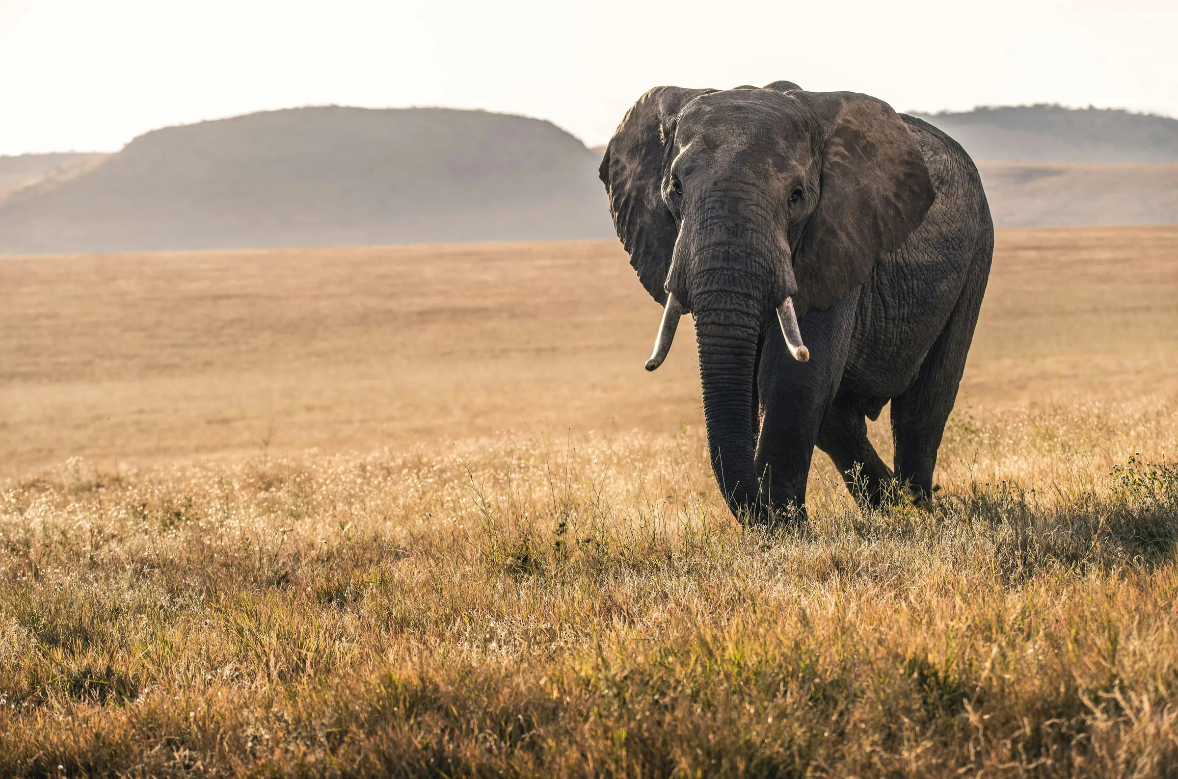 A lone African elephant walking across dry golden grassland with hills in the distance