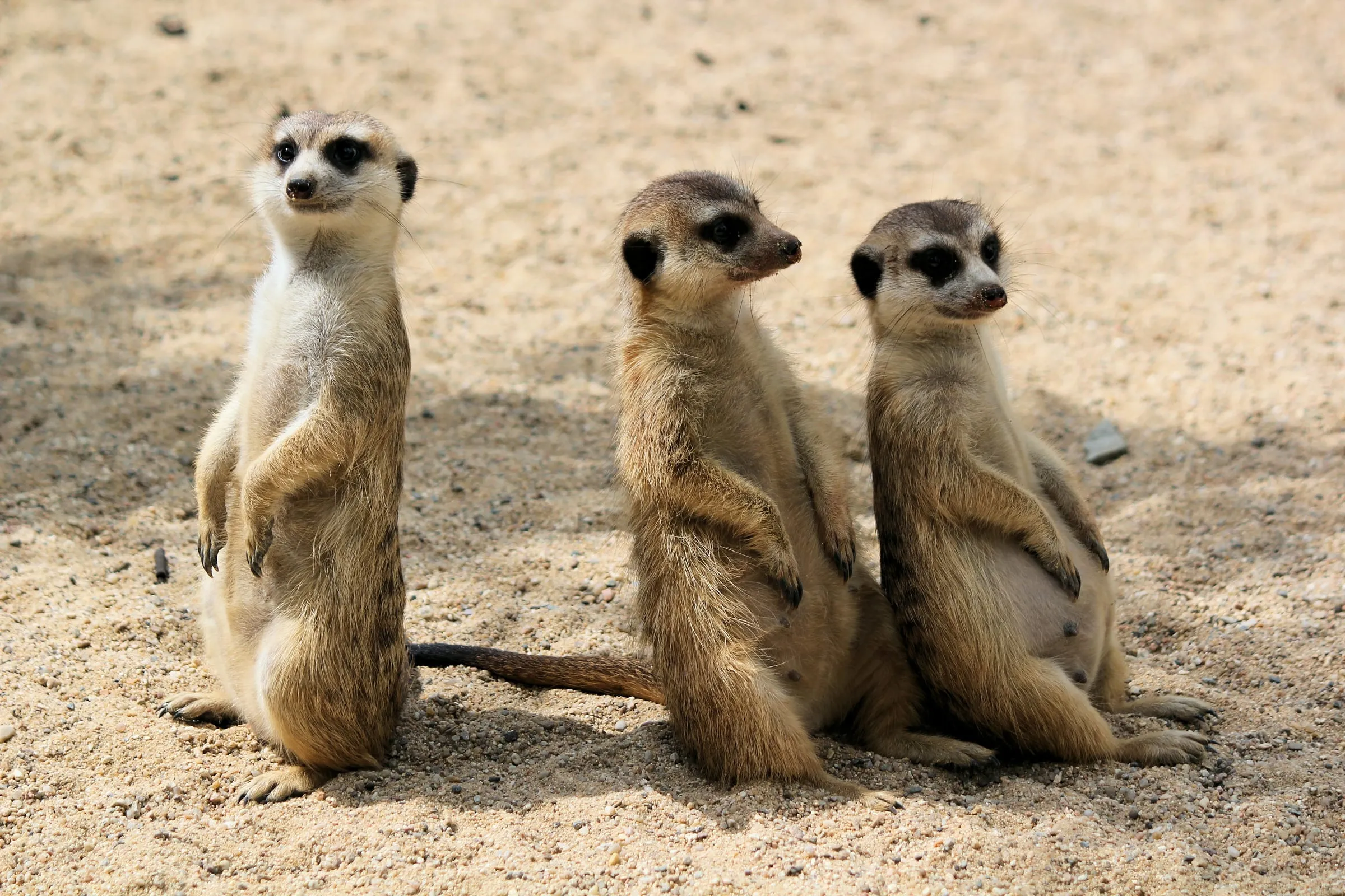 Three meerkats standing upright on sandy ground, looking in the same direction