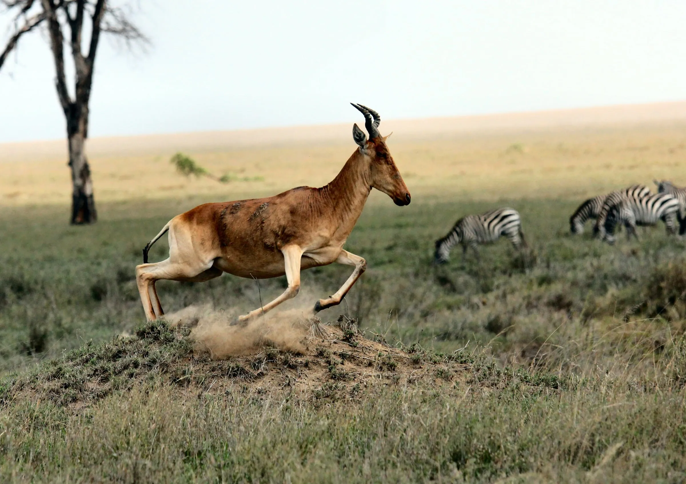 A hartebeest leaping over a dirt mound with zebras grazing behind it on the savanna