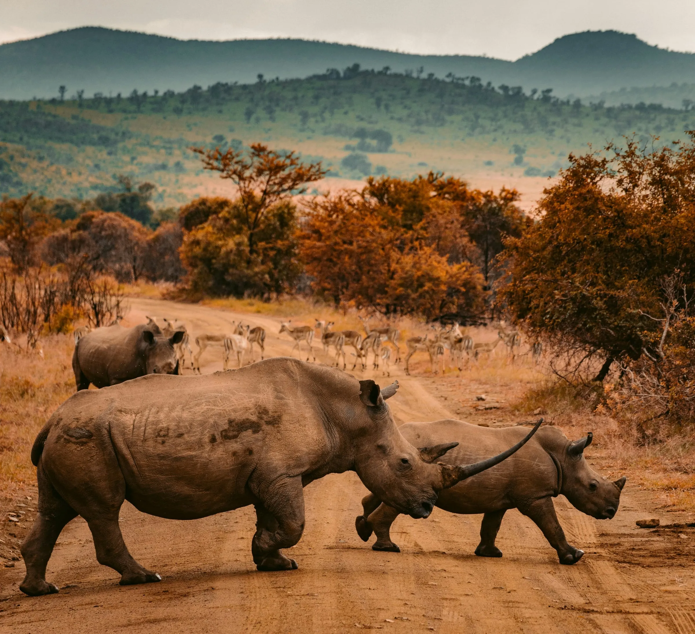 Two white rhinoceroses walking along a dirt track through warm-toned scrubland at dusk
