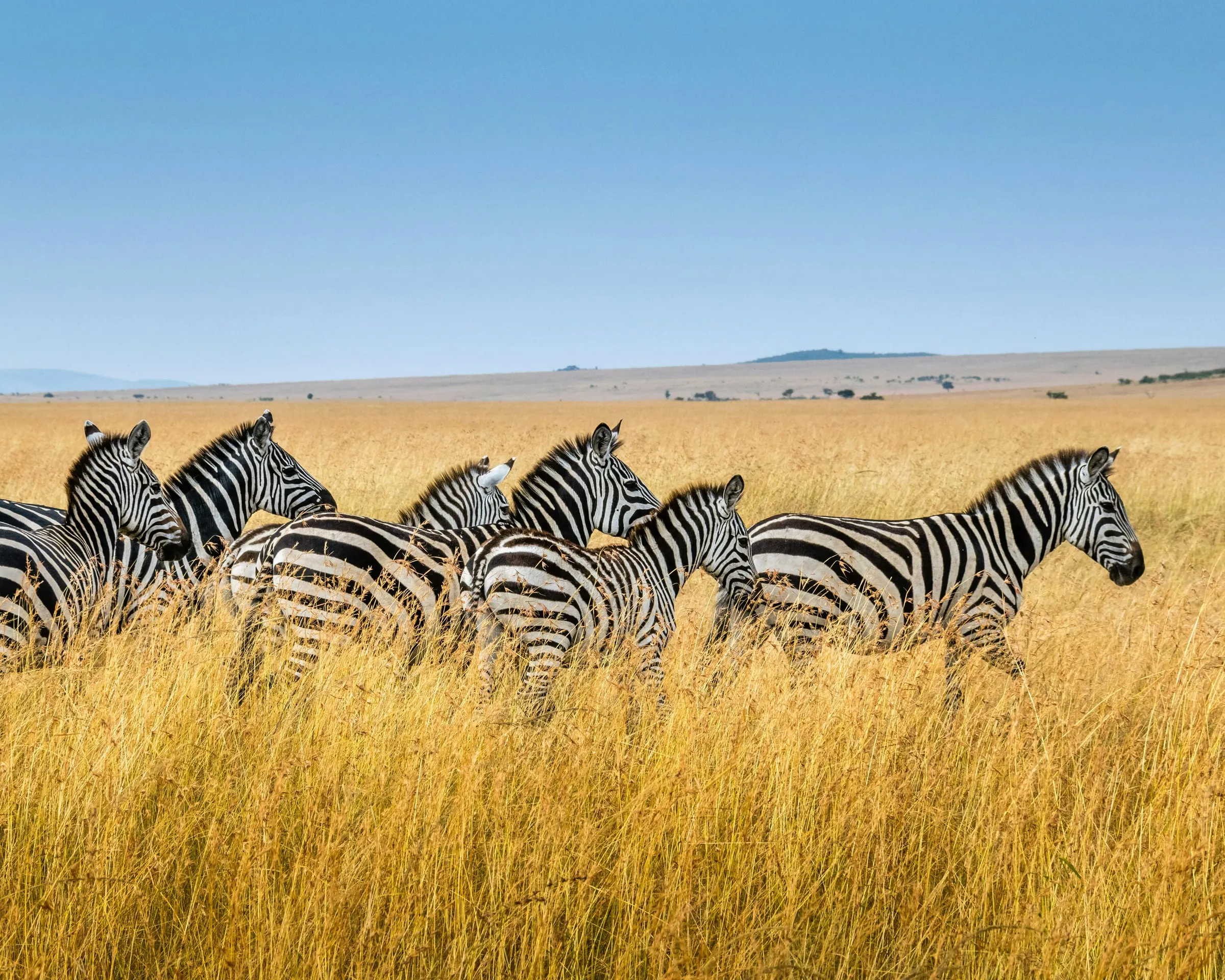 A herd of zebras standing in tall golden grass under a wide blue sky