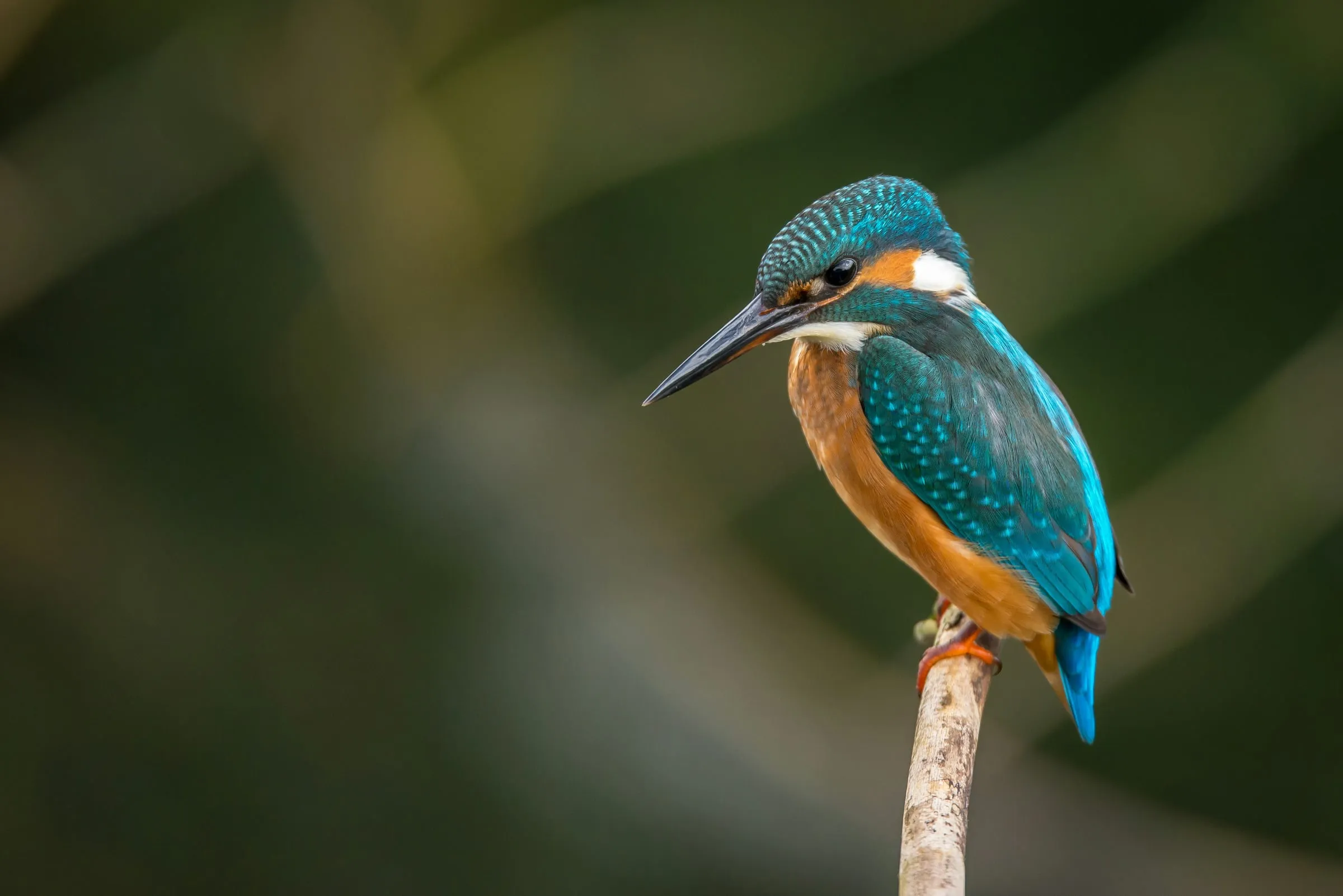A common kingfisher with a bright blue back and orange breast perched on a reed against a soft green background